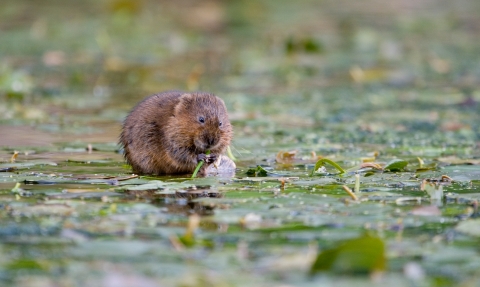 A water vole sitting in a pond and eating vegetation