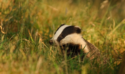 Badger