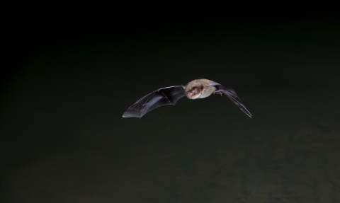 Bat