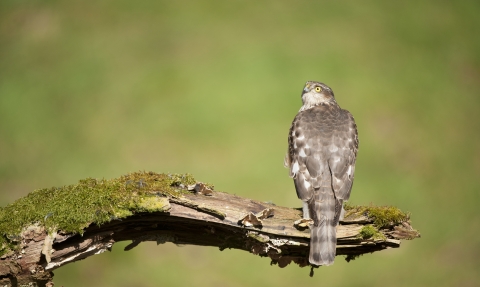 A juvenile sparrowhawk perched on an old leg in a woodland