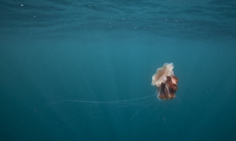 A lion's-mane jellyfish drifting through the Irish Sea