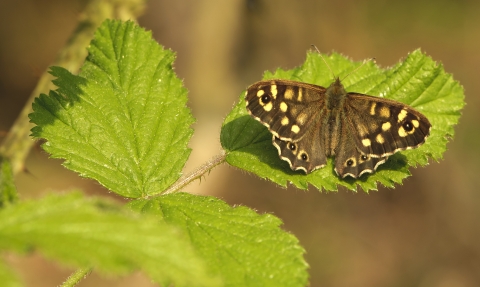 A speckled wood butterfly basking on a leaf in the sunshine