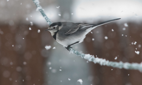 A pied wagtail perched on a tree branch in the snow