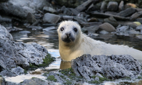 Seal Pup