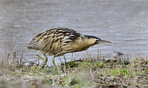 Bittern