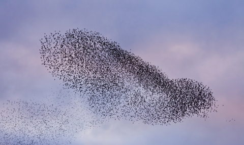 Murmuration of Starlings