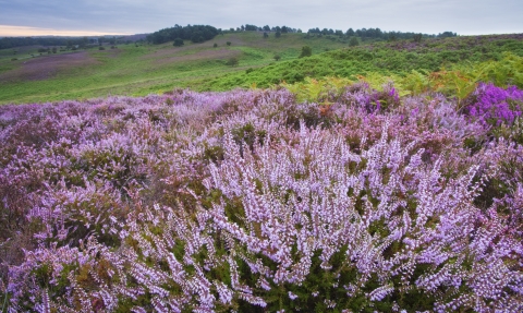 Heather | The Wildlife Trust for Lancashire, Manchester and North