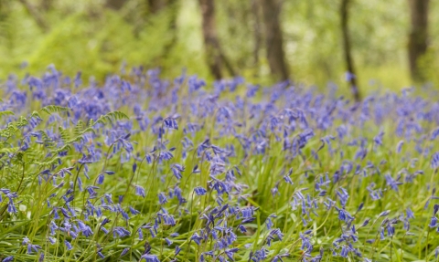 Bluebells