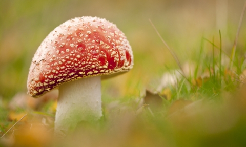 Toadstool