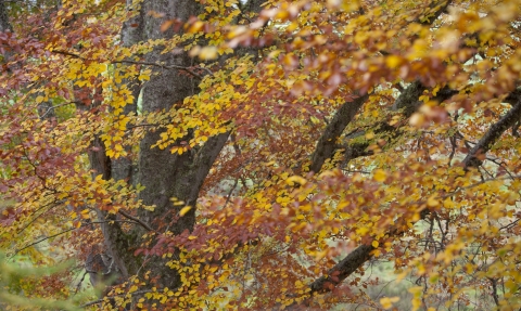 Autumn Trees