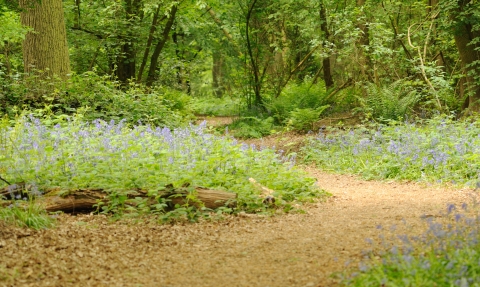 An accessible path through a bluebell wood