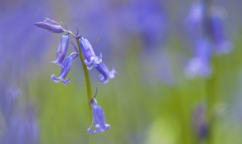 Sprigs of bluebells in a woodland