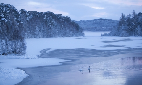 Two swans swimming across a frozen lake at sunrise