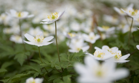 A carpet of beautiful wood anemone wildflowers