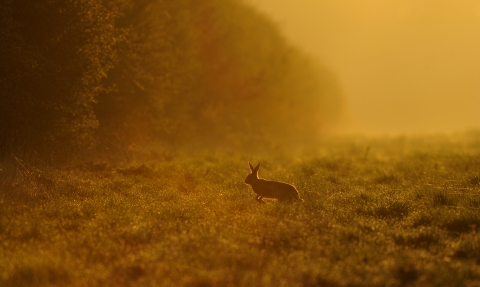 A brown hare bounding across a field towards the hedgeline at sunrise