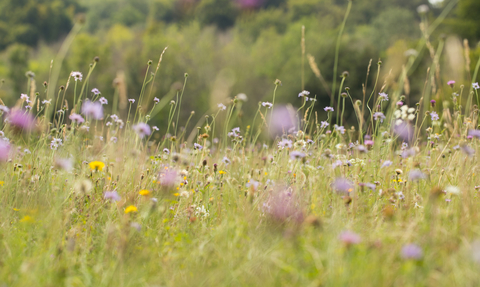 Wildflower meadow (c) James Adler