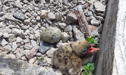 A common tern chick opening its mouth for food while an egg lies unhatched behind it