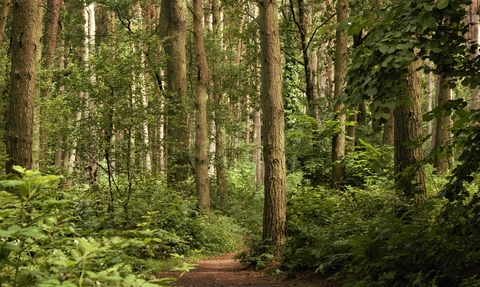 Towering pine trees, dappled with sunshine, stretching away from camera in the pine woodland of Mere Sands Wood