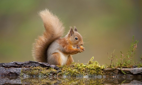 A red squirrel sitting by a woodland pool, nibbling a nut