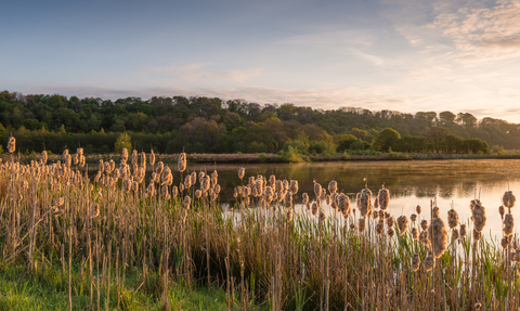 A view over the lake at Brockholes with reedbeds in the foreground and woodland in the background