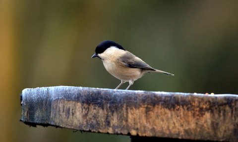 Willow Tit by Adam Jones