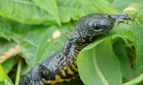 Great crested newt. Rare and protected. Credit: John Bridges