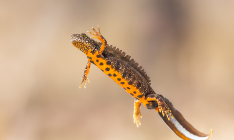 Great crested newt in water