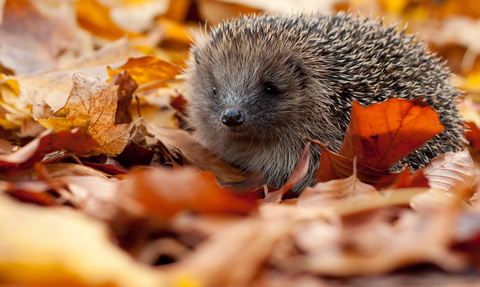 Hedgehog Facts and Information | The Wildlife Trust for Lancashire,  Manchester and North Merseyside