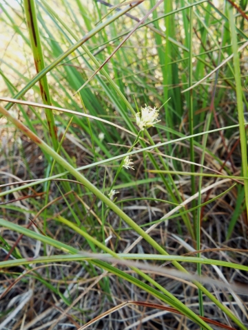 White beak sedge not seen for a century | The Wildlife Trust for ...