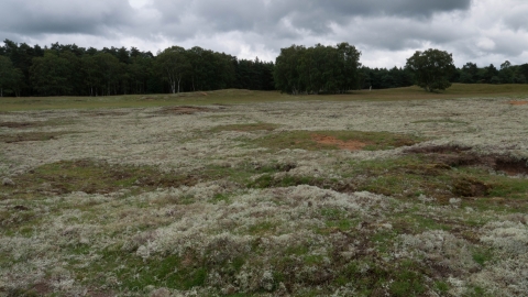 Lowland heathland