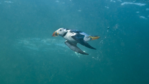 puffin swimming