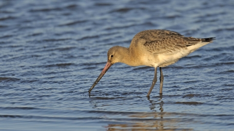 Black-tailed Godwit