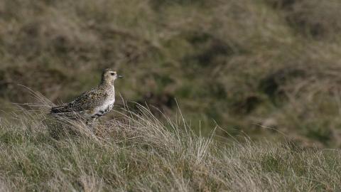 A golden plover at Highfield Moss nature reserve