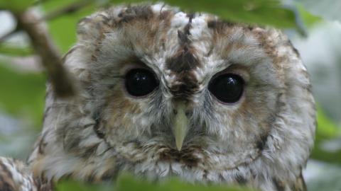 A tawny owl peers from between tree branches in Boilton Wood