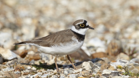 Little ringed plover walking across a gravel pit