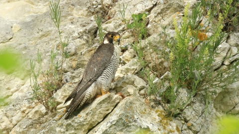 A peregrin falcon perched on a cliff