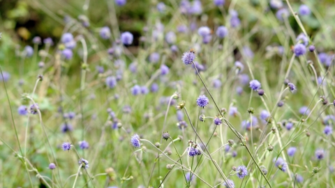 Rows and rows of Devil's-bit scabious in a wildflower meadow