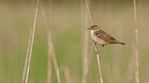 A sedge warbler clinging onto a strand of grass