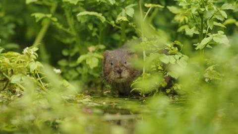 A water peeking out from behind lush green vegetation