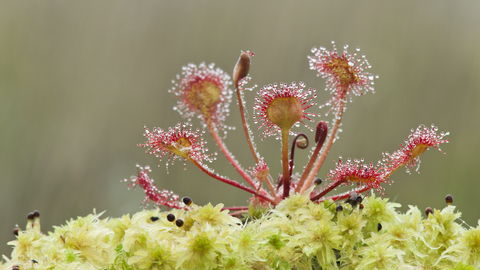 Green sphagnum moss with red round-leaved sundew