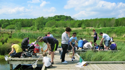 Pond dipping 