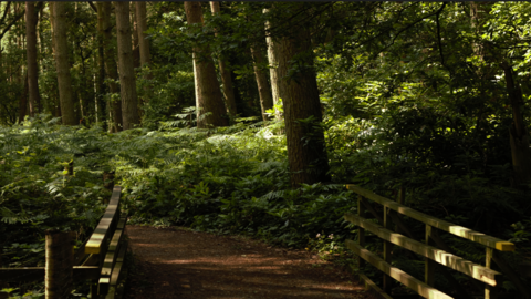 Woodland at Mere Sands Wood