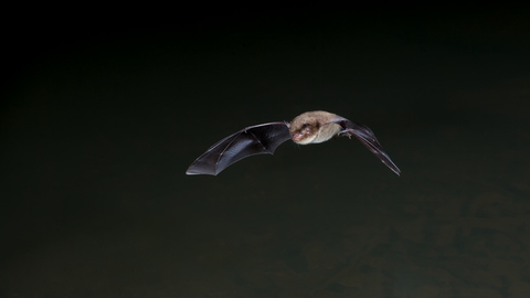 Bat in flight