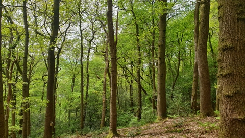 Tall oak trees with green leaves