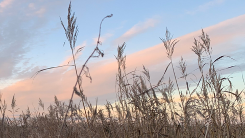 common reeds with a pale blue sky and pink clouds