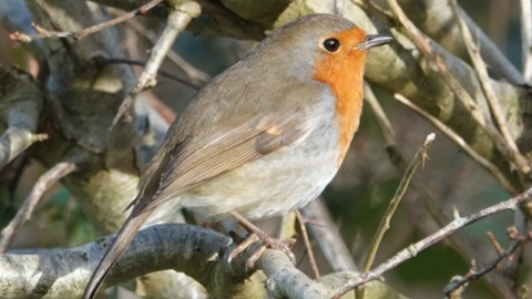 Robin 