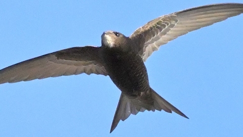 Swifts 