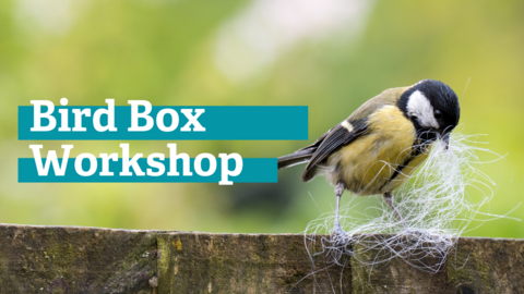 a great tit holds some animal fur in its beak while sitting on a fence, next to the text 'bird box workshop.'