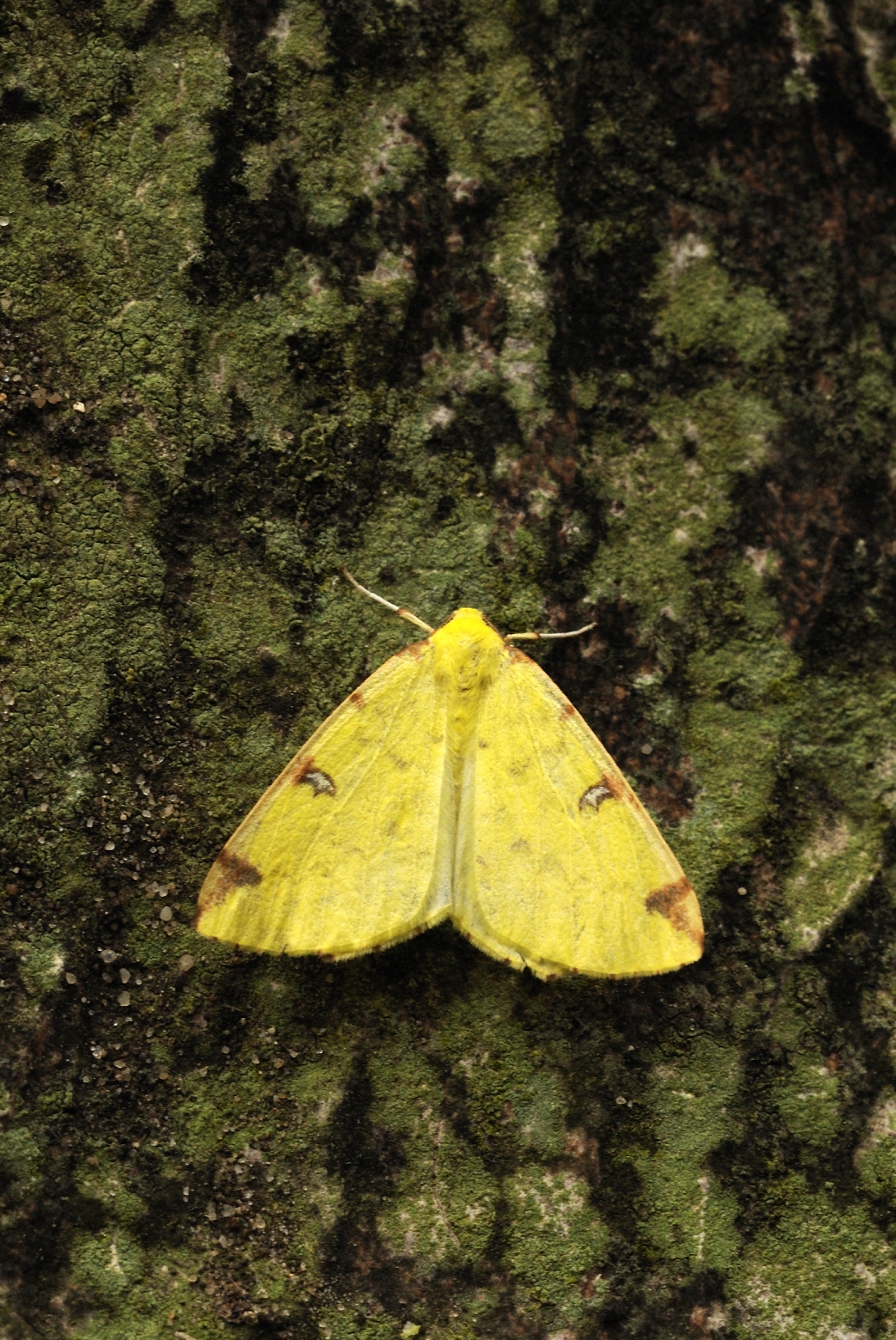 Moth trapping for beginners | The Wildlife Trust for Lancashire