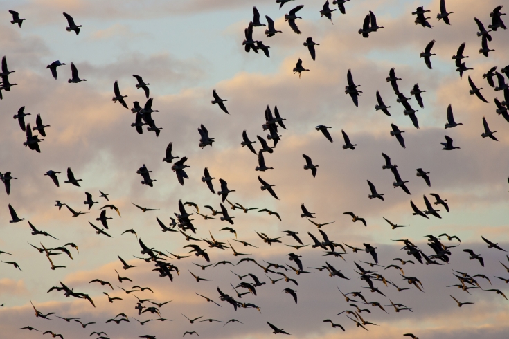 Bird Migration | The Wildlife Trust for Lancashire, Manchester and ...